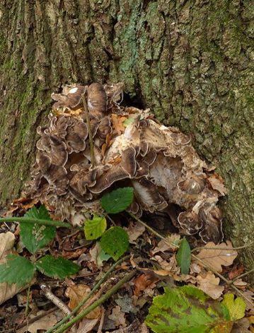 A developing fruiting body emerging from a basal cavity of English oak at Westley Heights, Essex.